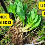 Kiedy sadzić czosnek niedźwiedzi? Najlepszy czas i metody uprawy
