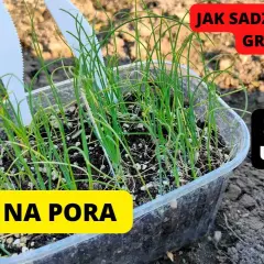 Kiedy sadzić por do gruntu? Poznaj najlepszy termin i warunki