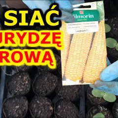 Kiedy siać kukurydzę do gruntu? Najlepszy termin i warunki