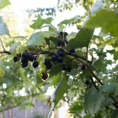 Naturalne nawozy do porzeczek: 5 skutecznych metod nawożenia