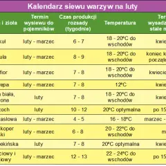 Kiedy siać warzywa do gruntu? Kalendarz siewu dla ogrodników