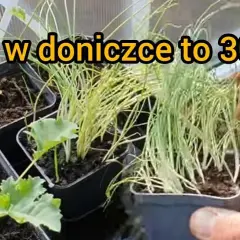 Kiedy sadzić rozsadę do gruntu? Terminy i wskazówki dla ogrodników