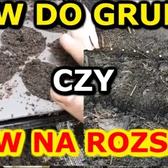 Jak siać warzywa do gruntu: 5 kluczowych zasad udanej uprawy
