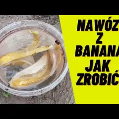 Nawóz ze skórki od banana - jak zrobić i stosować skutecznie