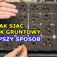 Jak siać ogórki do gruntu: 5 kroków do bujnego plonu w ogrodzie