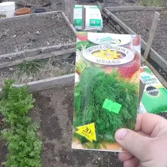 Kiedy siać koper do gruntu? Najlepszy czas i wskazówki uprawy