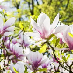 Czemu magnolia nie kwitnie? Odkryj przyczyny i rozwiązania