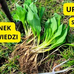 Kiedy sadzić czosnek niedźwiedzi? Najlepszy czas i metody uprawy