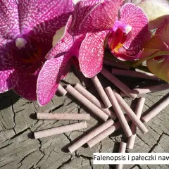 5 kwiatów, które można bezpiecznie podlewać nawozem do storczyków