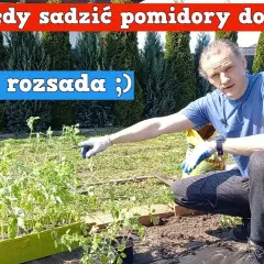 Kiedy sadzić pomidory koktajlowe do gruntu? Poradnik ogrodnika