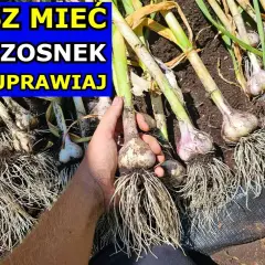 Jak prawidłowo podlewać czosnek: sekrety udanej uprawy