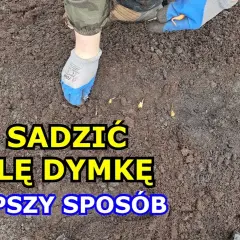 Jak sadzić cebulę dymkę do gruntu: 5 prostych kroków dla sukcesu