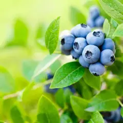 Najlepsze naturalne nawozy do borówki amerykańskiej: poradnik