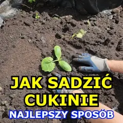 Jak sadzić cukinie do gruntu: 5 prostych kroków dla obfitych plonów