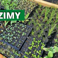 Kiedy sadzić rozsady do gruntu? Terminy i wskazówki dla ogrodników
