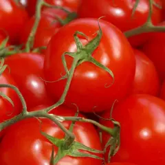 Najlepsze odmiany pomidorów do gruntu - porównanie i wybór