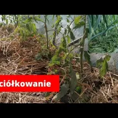 Najlepsze materiały do ściółkowania pomidorów w gruncie - porady