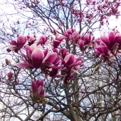 Kiedy sadzić magnolie do gruntu? Najlepszy czas i porady