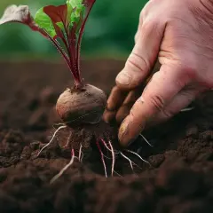Kiedy siać buraki do gruntu? Terminy i warunki uprawy buraków