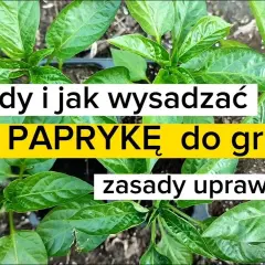 Kiedy wysadzać paprykę do gruntu? Poznaj optymalny termin