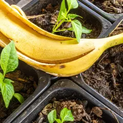 Suszone skórki banana jako nawóz: Jak przygotować i stosować