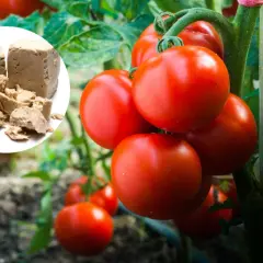 Domowy nawóz do pomidorów: 5 skutecznych przepisów dla ogrodników