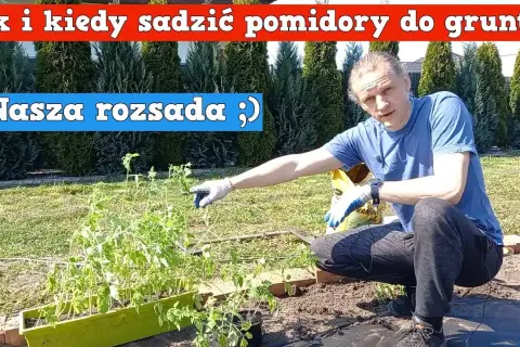 Kiedy sadzić pomidory koktajlowe do gruntu? Poradnik ogrodnika