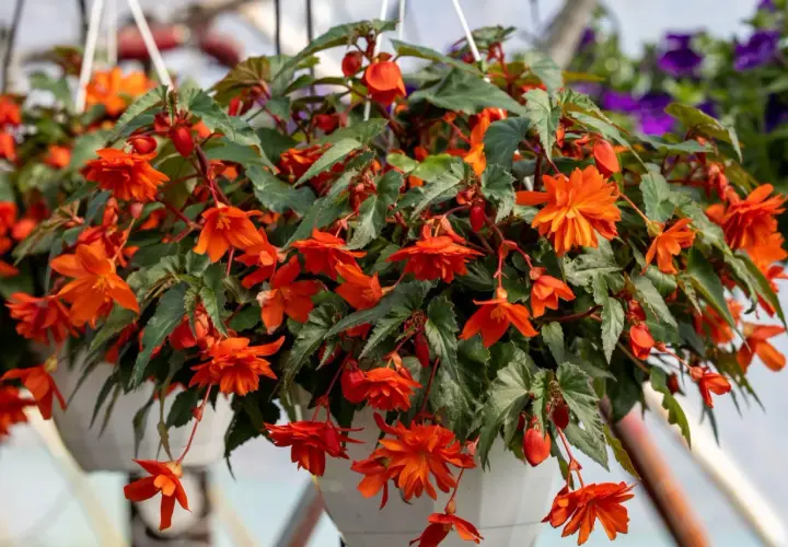 Begonia na balkon: Jak uprawiać piękne kwiaty w doniczce