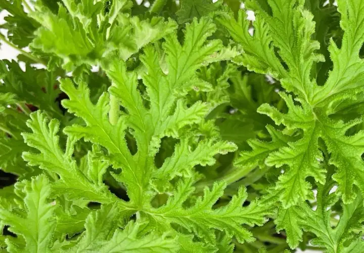 Kwiaty przeciwko komarom: naturalna ochrona Twojego ogrodu