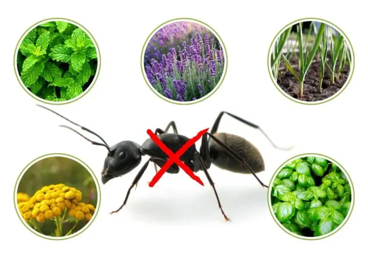 Rośliny odstraszające mrówki w ogrodzie: naturalna ochrona kwiatów