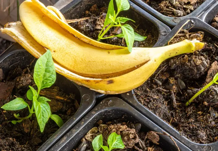 Suszone skórki banana jako nawóz: Jak przygotować i stosować