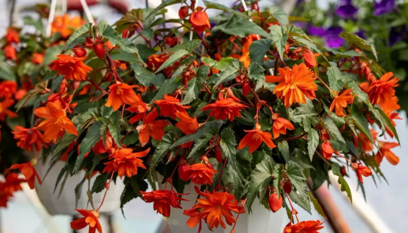 Begonia na balkon: Jak uprawiać piękne kwiaty w doniczce