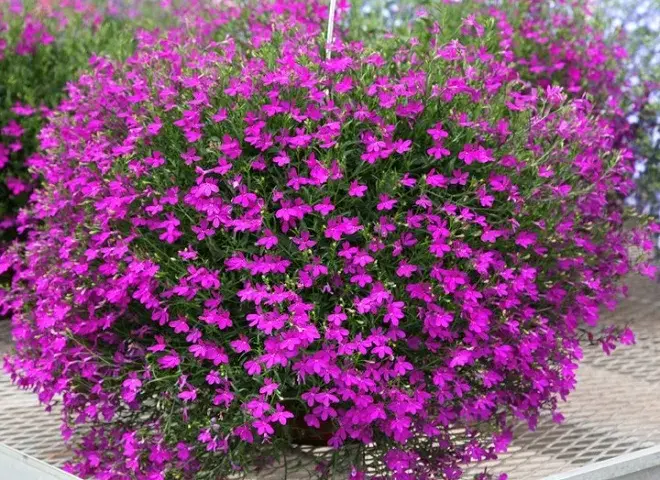 Lobelia zwisająca: tajniki uprawy kwitnących roślin balkonowych