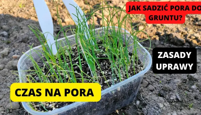 Kiedy sadzić por do gruntu? Poznaj najlepszy termin i warunki
