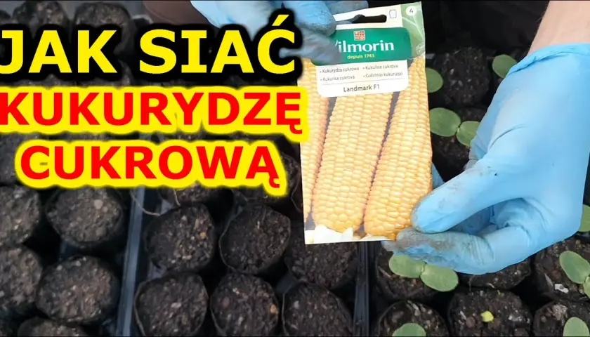 Kiedy siać kukurydzę do gruntu? Najlepszy termin i warunki