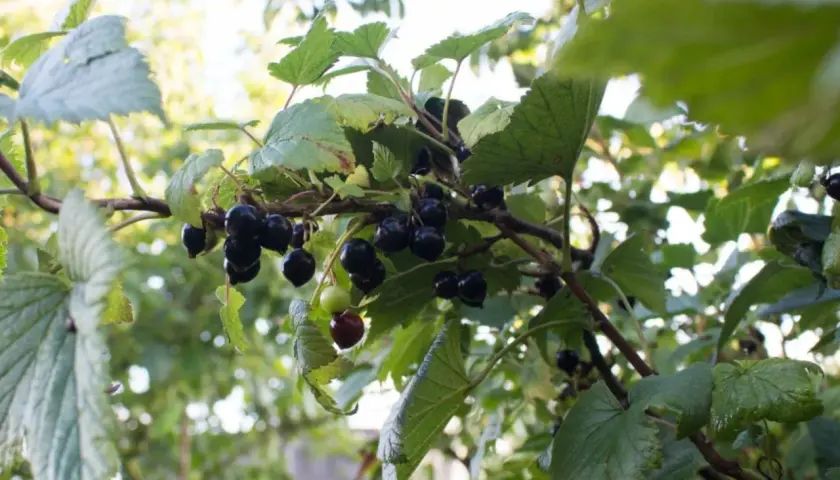 Naturalne nawozy do porzeczek: 5 skutecznych metod nawożenia