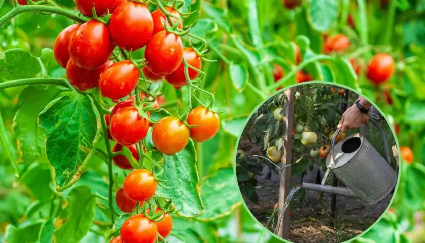 Domowe sposoby nawożenia pomidorów: skuteczne i naturalne