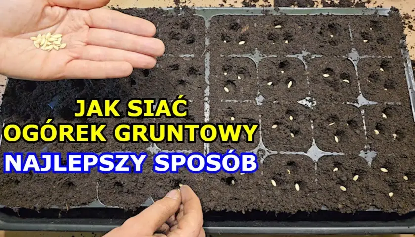 Jak siać ogórki do gruntu: 5 kroków do bujnego plonu w ogrodzie