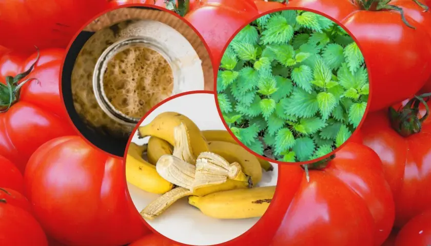 Naturalne nawozy pod pomidory: 5 skutecznych domowych metod