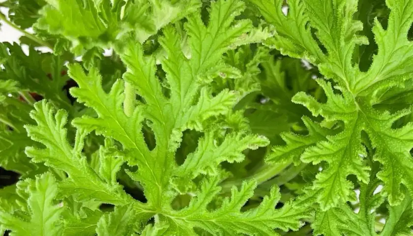 Kwiaty przeciwko komarom: naturalna ochrona Twojego ogrodu