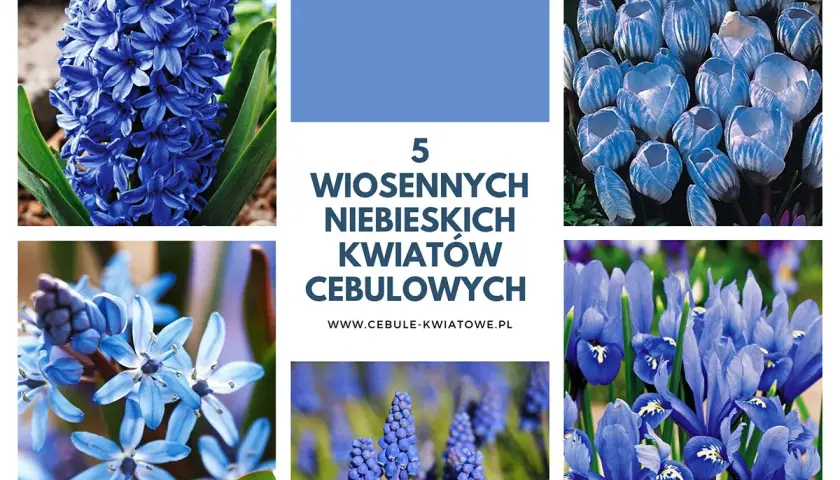 Jak sadzić i pielęgnować wiosenne kwiaty cebulowe: 5 prostych kroków