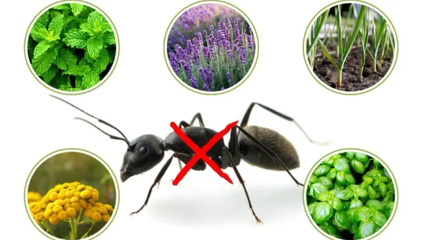 Rośliny odstraszające mrówki w ogrodzie: naturalna ochrona kwiatów