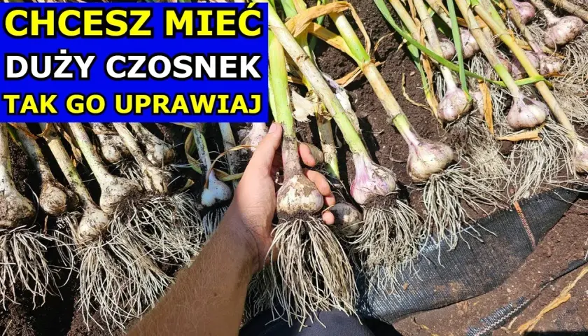 Jak prawidłowo podlewać czosnek: sekrety udanej uprawy