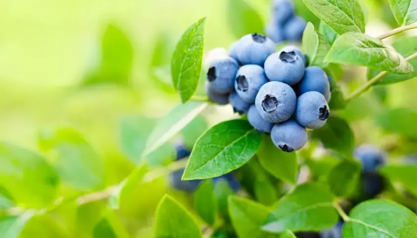 Najlepsze naturalne nawozy do borówki amerykańskiej: poradnik