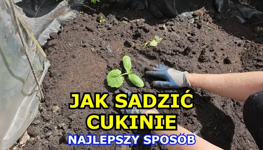 Jak sadzić cukinie do gruntu: 5 prostych kroków dla obfitych plonów