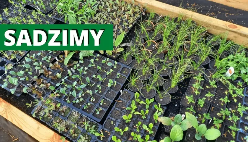 Kiedy sadzić rozsady do gruntu? Terminy i wskazówki dla ogrodników