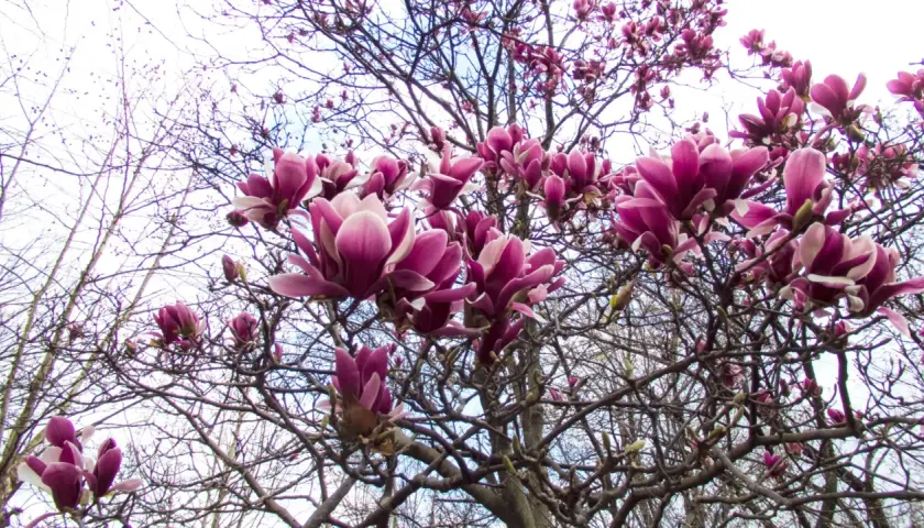Kiedy sadzić magnolie do gruntu? Najlepszy czas i porady
