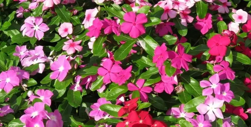 Najpiękniejsze kwiaty kwitnące całe lato: 7 niezawodnych roślin