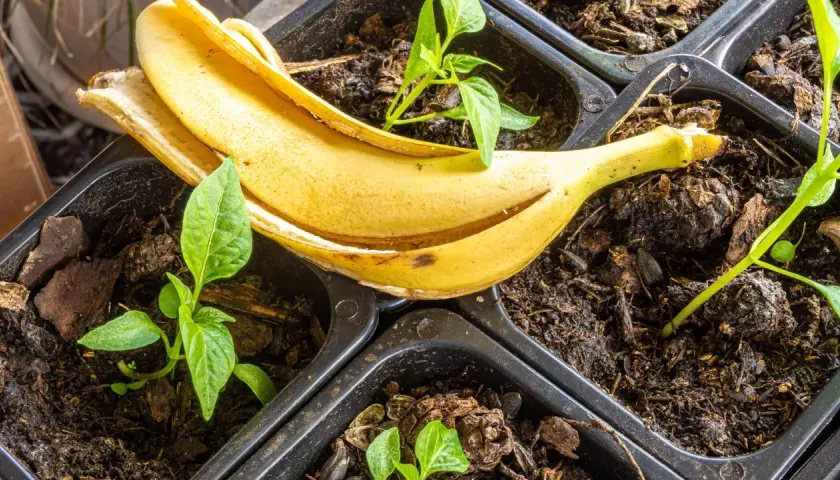 Suszone skórki banana jako nawóz: Jak przygotować i stosować