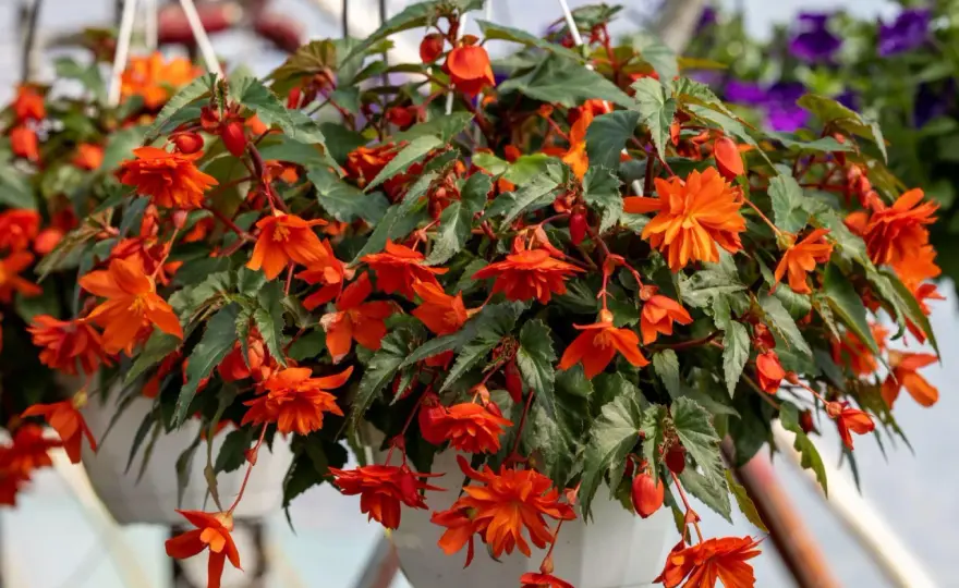 Begonia na balkon: Jak uprawiać piękne kwiaty w doniczce